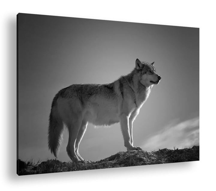 Der Wolf - das Raubtier des Waldes Format: 80x60 als Leinwand, Effekt: Schwarz&Weiss, Motiv fertig g