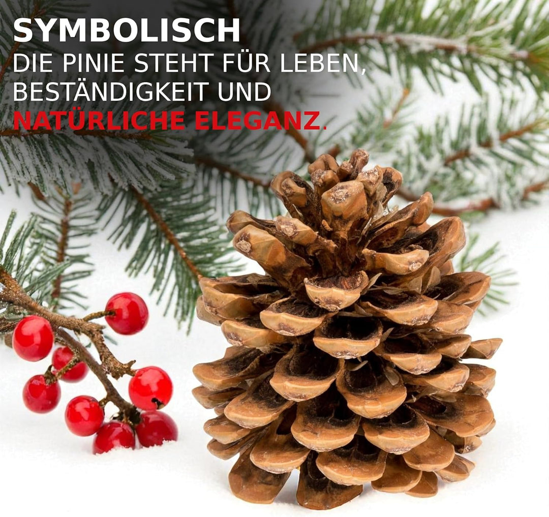 NaDeco Grosse Pinienzapfen Grösse 12-14cm, 10 STK. | Pinus pinea | Pinien Zapfen | Tannenzapfen | Ki