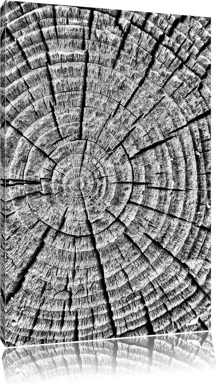Pixxprint Baumstamm Jahresringen als Leinwandbild/Grösse: 100x70 / Wandbild/Kunstdruck/fertig bespan