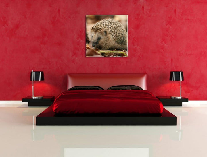 Pixxprint Kleiner Igel, Format: 70x70 auf Leinwand, XXL riesige Bilder fertig gerahmt mit Keilrahmen