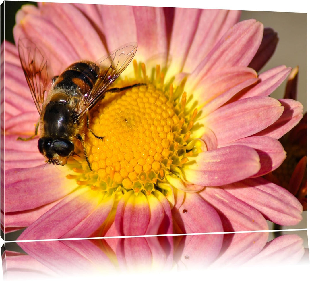 Pixxprint Biene auf Margarete auf Leinwand, XXL riesige Bilder fertig gerahmt mit Keilrahmen, Kunstd