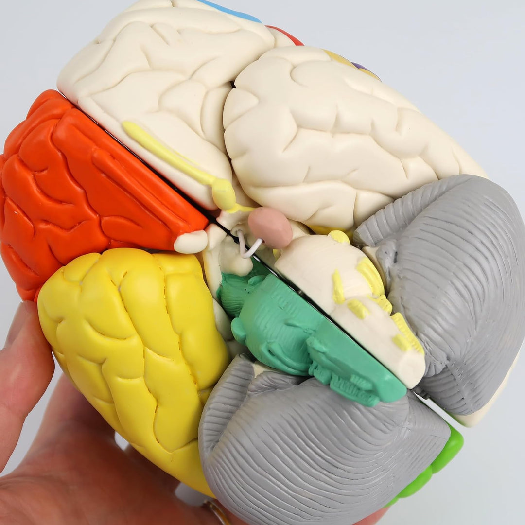 3B Scientific Menschliche Anatomie - Hirnfunktionen-Modell, 8-teilig + kostenlose Anatomie App - 3B