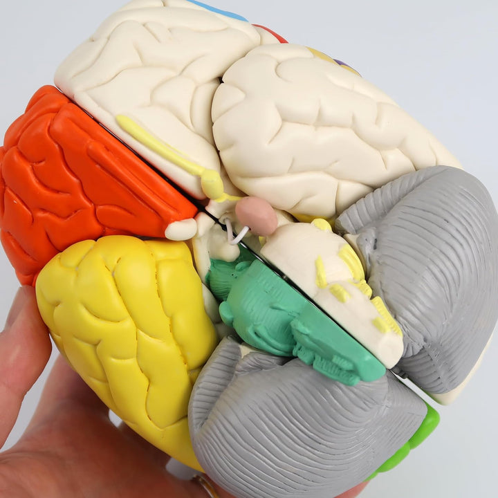 3B Scientific Menschliche Anatomie - Hirnfunktionen-Modell, 8-teilig + kostenlose Anatomie App - 3B