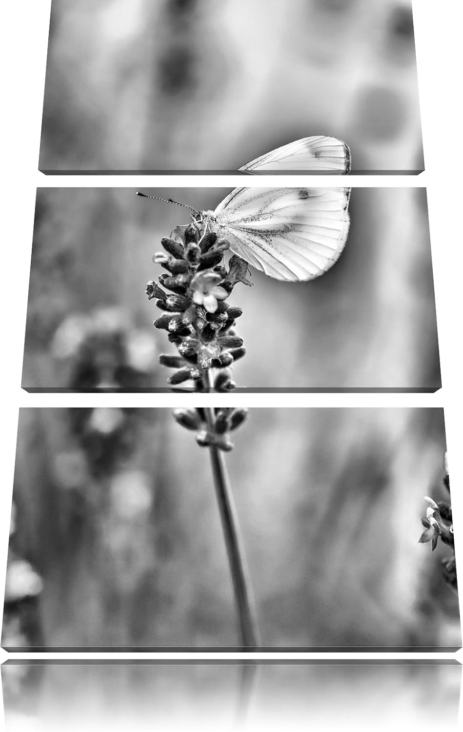 Pixxprint Schmetterling auf Lavendel als Leinwandbild/Grösse: 3 Teilig (120x80) cm/Wandbild/Kunstdru