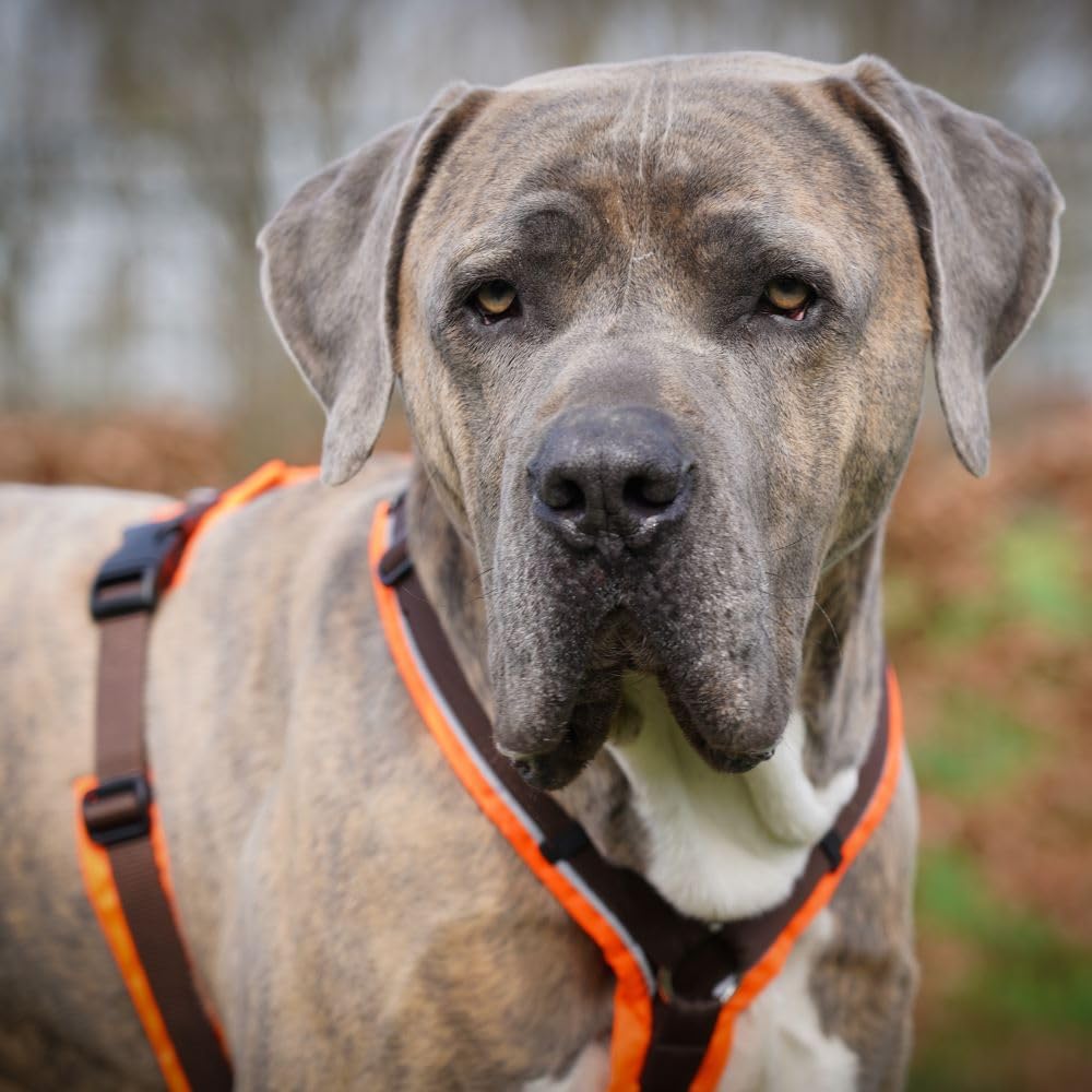 Anny-X Brustgeschirr Protect Leuchtorange-Braun | Sicherheits-Hundegeschirr Grösse XL-Kurz (Brustumf