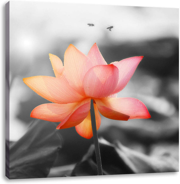 zarter Lotus schwarz/weiss, Format: 70x70 auf Leinwand, XXL riesige Bilder fertig gerahmt mit Keilra