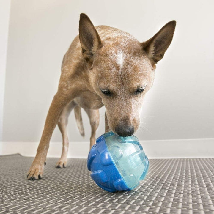 KONG – Reward Shell – Besonders Robuster Interaktiver Leckerlispender – Für Kleine Hunde