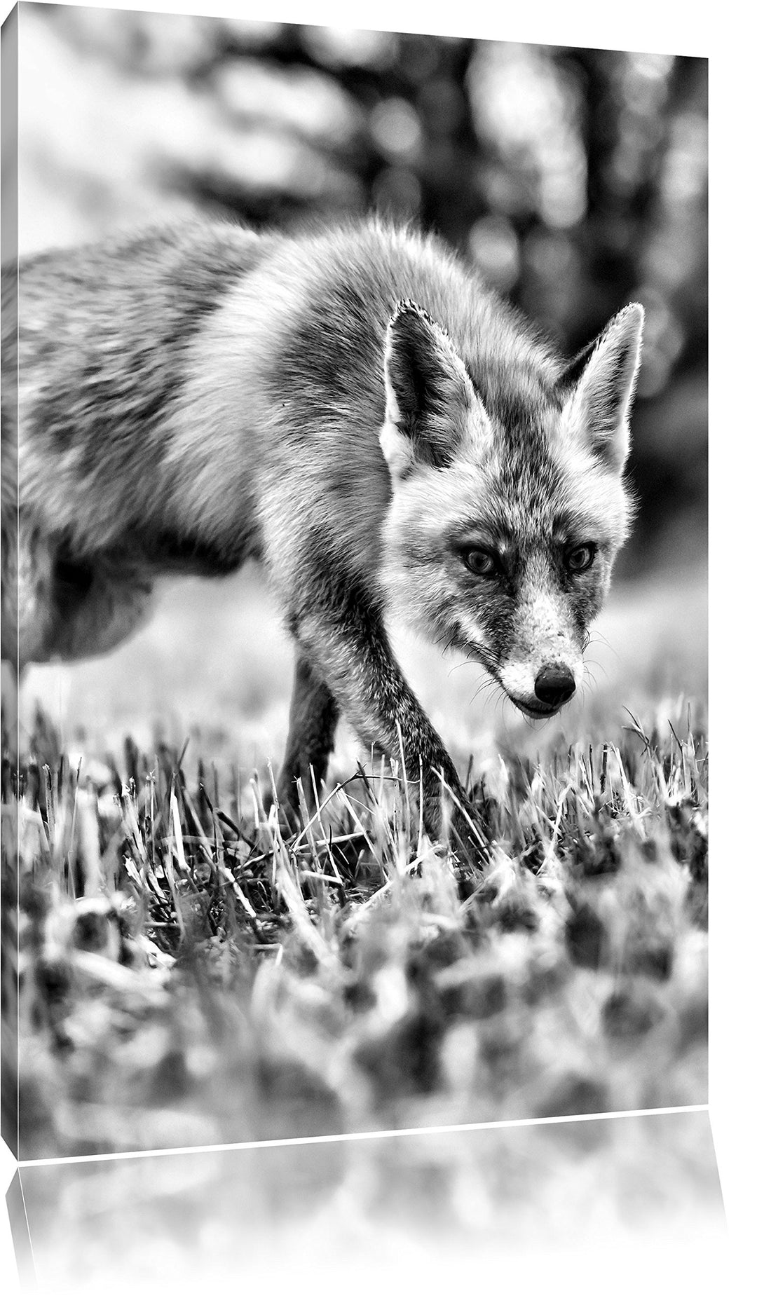 Monocrome, Schöner Fuchs , Format: 100x70 auf Leinwand, XXL riesige Bilder fertig gerahmt mit Keilra