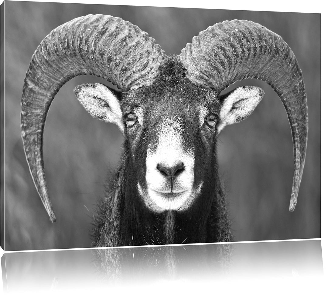 Mufflon Porträt Kunst B&W, Format: 100x70 auf Leinwand, XXL riesige Bilder fertig gerahmt mit Keilra