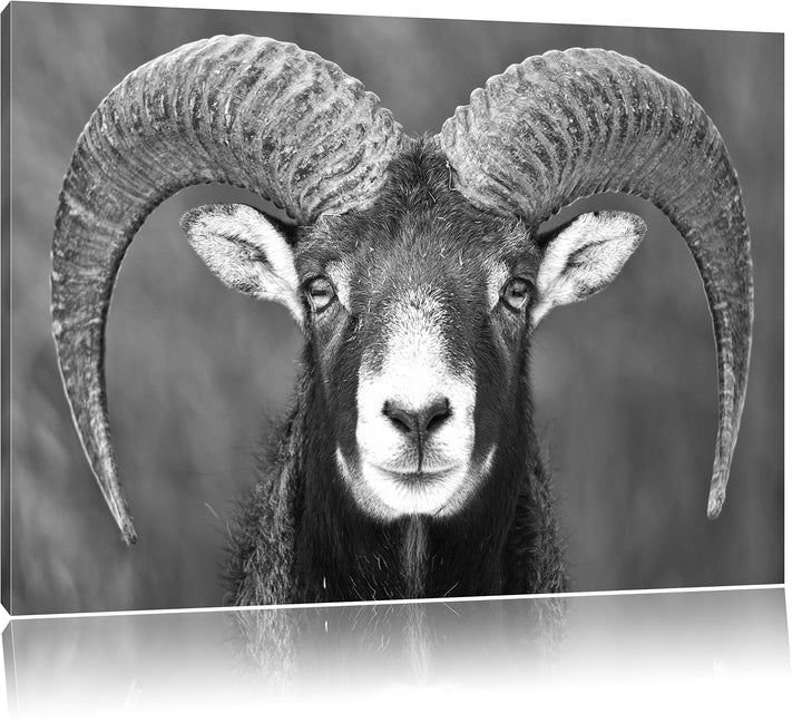 Mufflon Porträt Kunst B&W, Format: 100x70 auf Leinwand, XXL riesige Bilder fertig gerahmt mit Keilra
