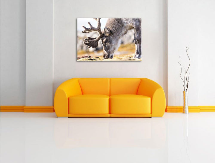 süsses Rentier beim Essen, Format: 100x70 auf Leinwand, XXL riesige Bilder fertig gerahmt mit Keilra