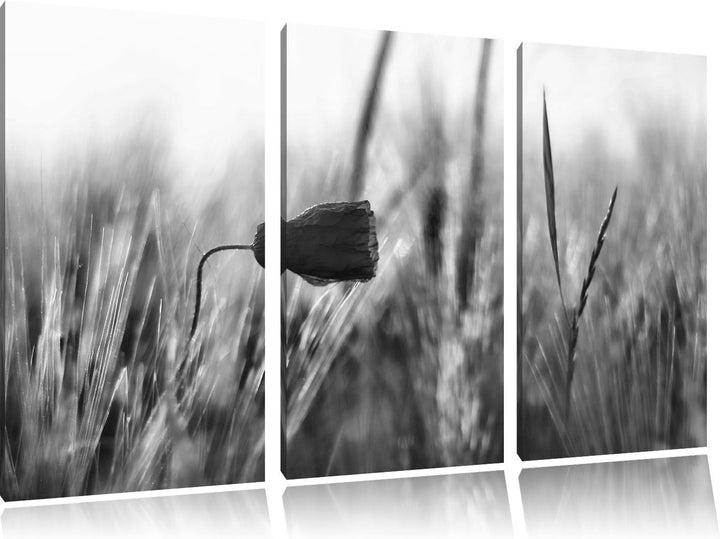 Pixxprint Monocrome, Einzelne rote Rose im Sonnenlicht 3-Teiler Leinwandbild 120x80 Bild auf Leinwan