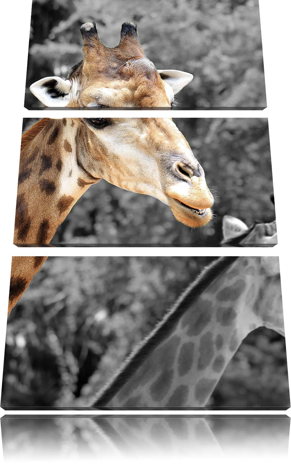 Pixxprint Zwei schöne Giraffen schwarz/weiss als Leinwandbild/Grösse: 3 Teilig (120x80) cm/Wandbild/