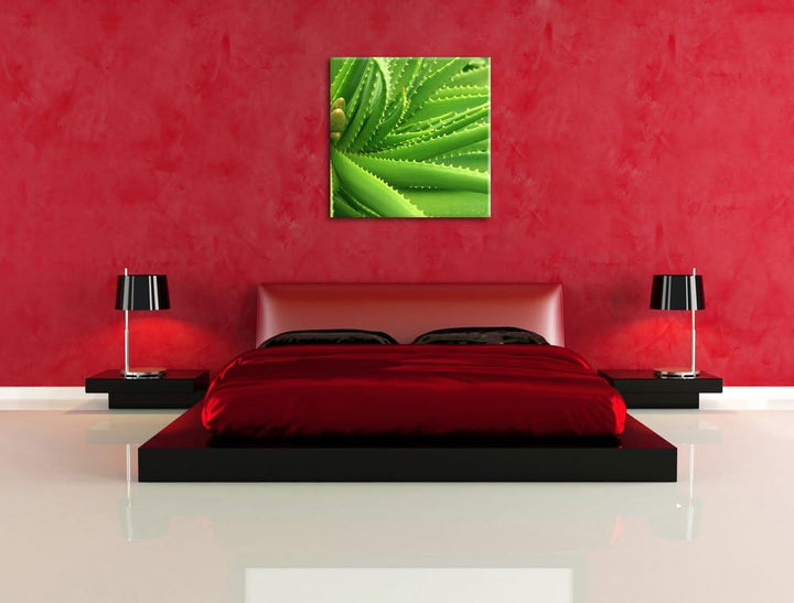 Pixxprint Aloe Vera als Leinwandbild Quadratisch/Grösse: 70x70 / Wandbild/Kunstdruck/fertig bespannt