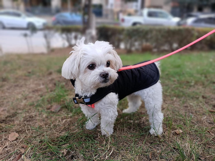 Hundemantel, Wind- und Wasserabweisend, Halsschutz, Sportbekleidung für S-M-L-XL-XXL grosse Hunde. (
