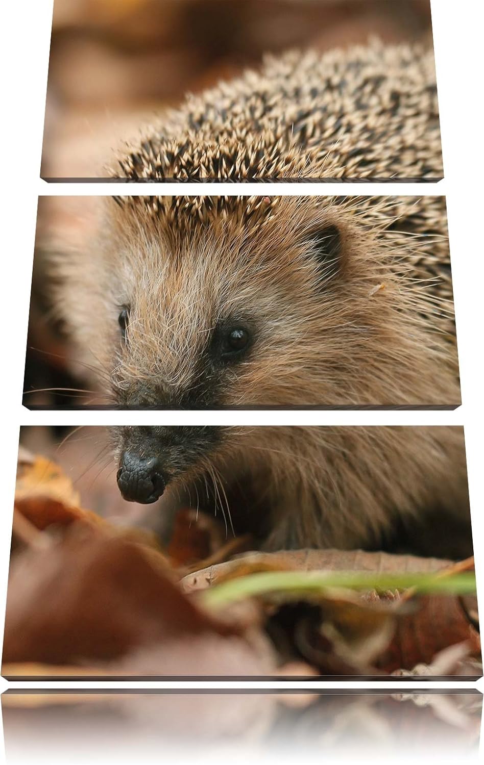 Pixxprint Kleiner Igel als Leinwandbild/Grösse: 3 Teilig (120x80) cm/Wandbild/Kunstdruck/fertig besp