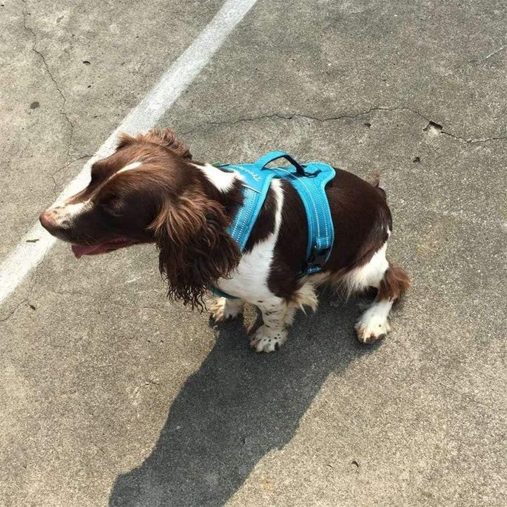 Truelove TLH5551 verhindert Zerren Hundegeschirr mit Griff Weich Gepolstert Pet Hundegeschirr Weste,