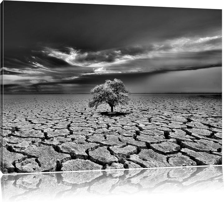 Pixxprint Monocrome, der Letzte Baum im ausgetrockneten Boden, Format: 100x70 auf Leinwand, XXL ries