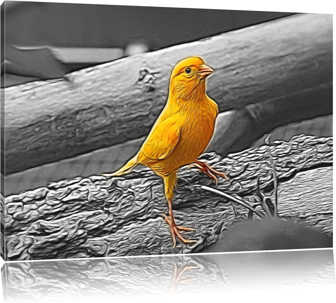 kleiner wachsamer Kanarienvogel schwarz/weiss Deluxe Format: 100x70 cm auf Leinwand, XXL riesige Bil