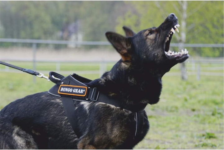 Dingo Gear Hundearbeitsgeschirr aus Stylonband Schwarz Grosse M Spaziergängen, Patrouillen sowie Tra