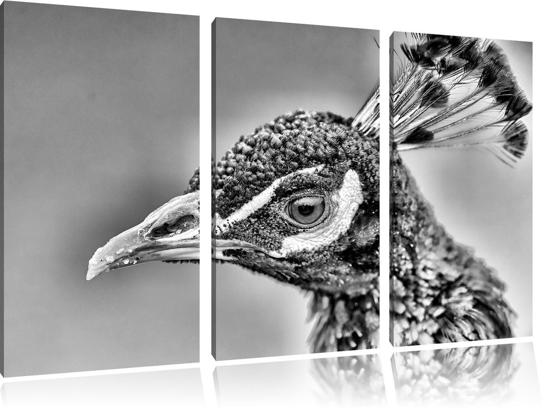 Pixxprint schöner farbenfroher Pfau als Leinwandbild/Grösse: 3 Teilig (120x80) cm/Wandbild/Kunstdruc