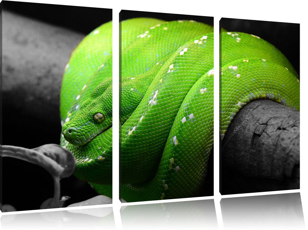 Pixxprint Grüne exotische Schlange als Leinwandbild/Grösse: 3 Teilig (120x80 cm) cm/Wandbild/Kunstdr
