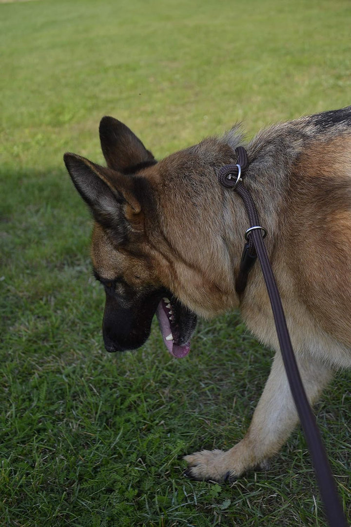 Dingo Retrieverleine mit Zugstopp Hundeleine aus Seil,Snake'' und aufstellbarem Halsband Trainingsle
