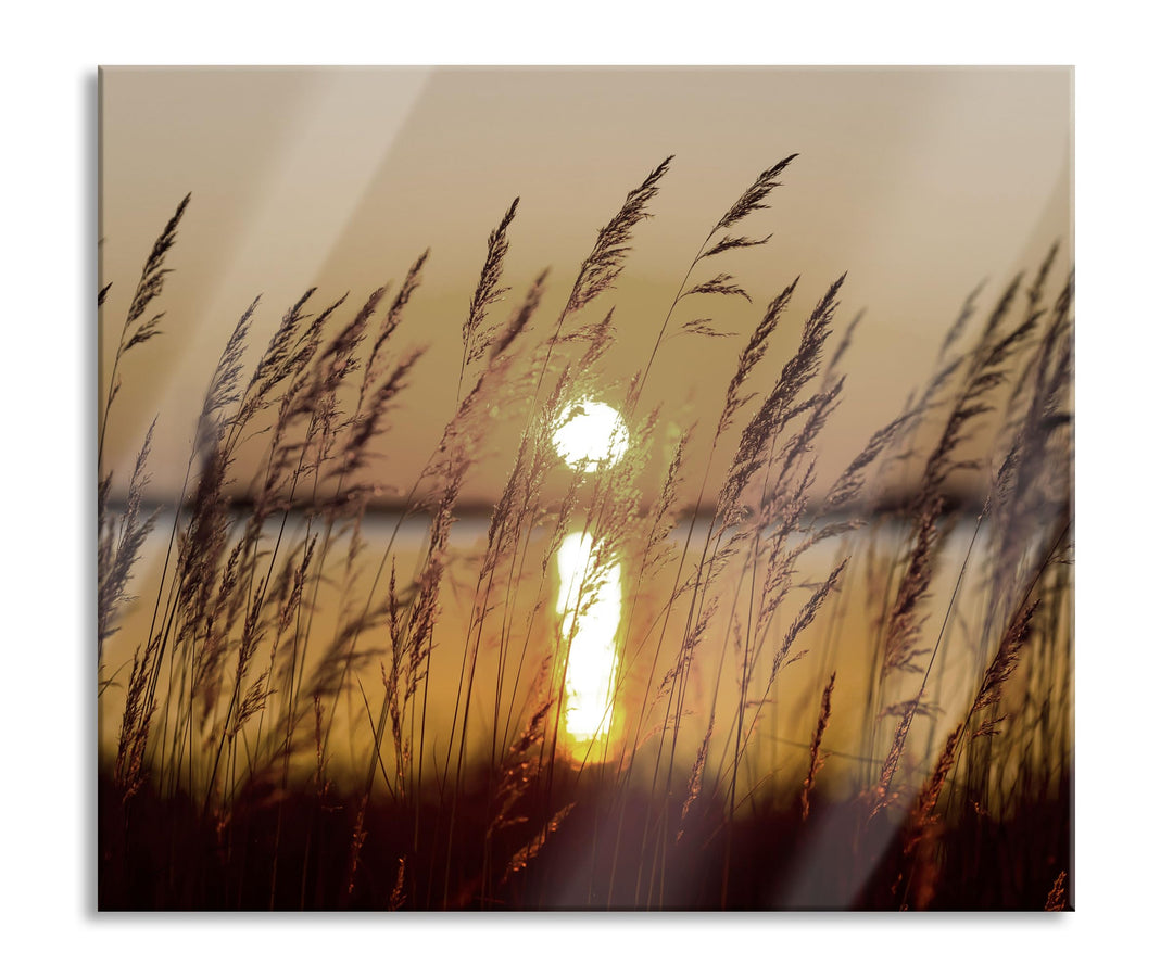 Gräser bei Sonnenuntergang Herdabdeckplatte & Spritzschutz aus Echtglas | Für Herd-Kochfelder | 60x5