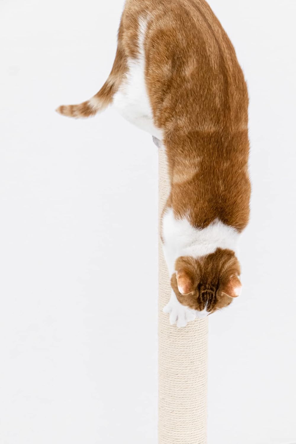 Petrebels Kratzbaum Maine 90 cm Hoch, mit Extra Stabiler Bodenplatte und Natur-Sisal Stamm, 40 x 40