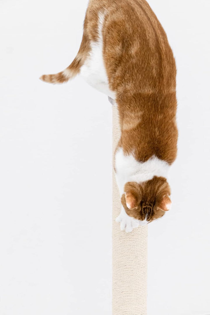 Petrebels Kratzbaum Maine 90 cm Hoch, mit Extra Stabiler Bodenplatte und Natur-Sisal Stamm, 40 x 40