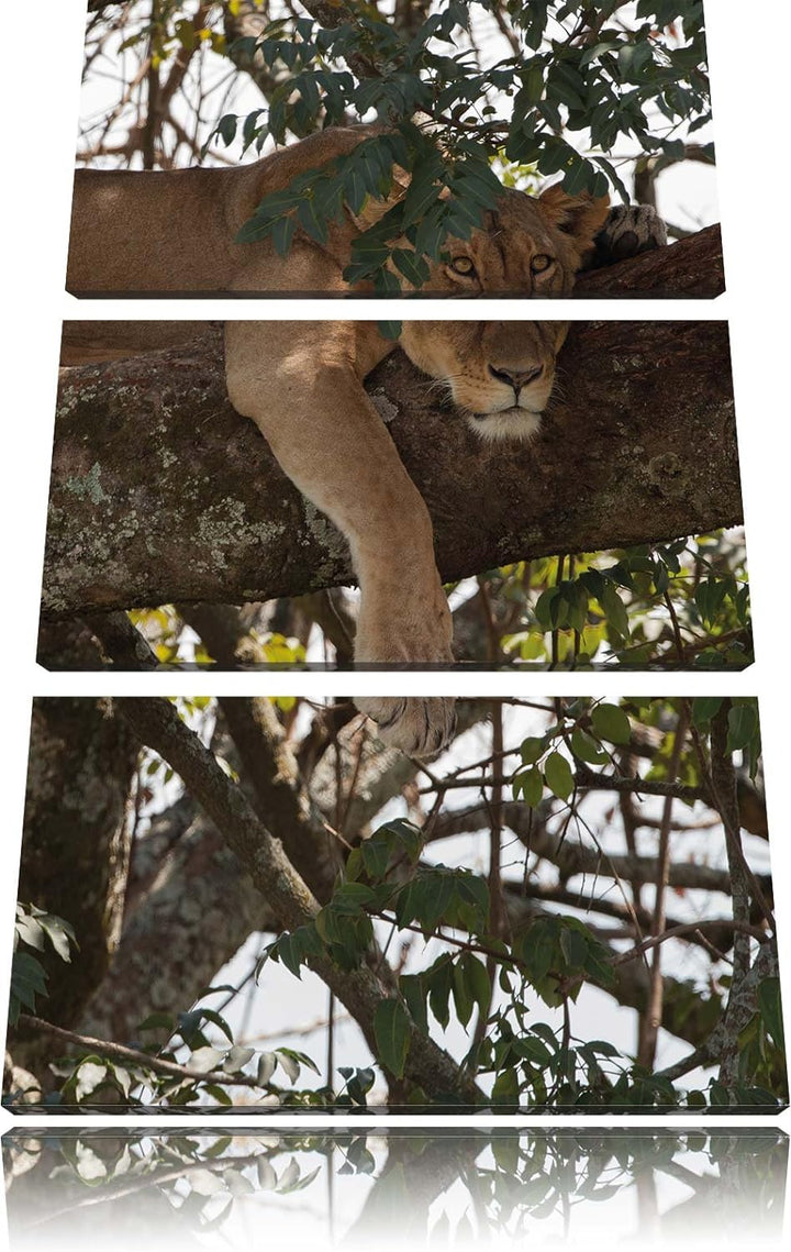 Pixxprint schönes Löwenweibchen schläft auf Baum 3-Teiler Leinwandbild 120x80 Bild auf Leinwand