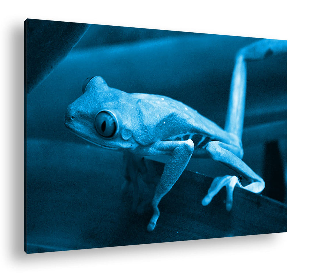 deyoli Exotischer Grüner Frosch mit roten Augen Format 80x60 Effekt: Monocrome Blau als Leinwandbild