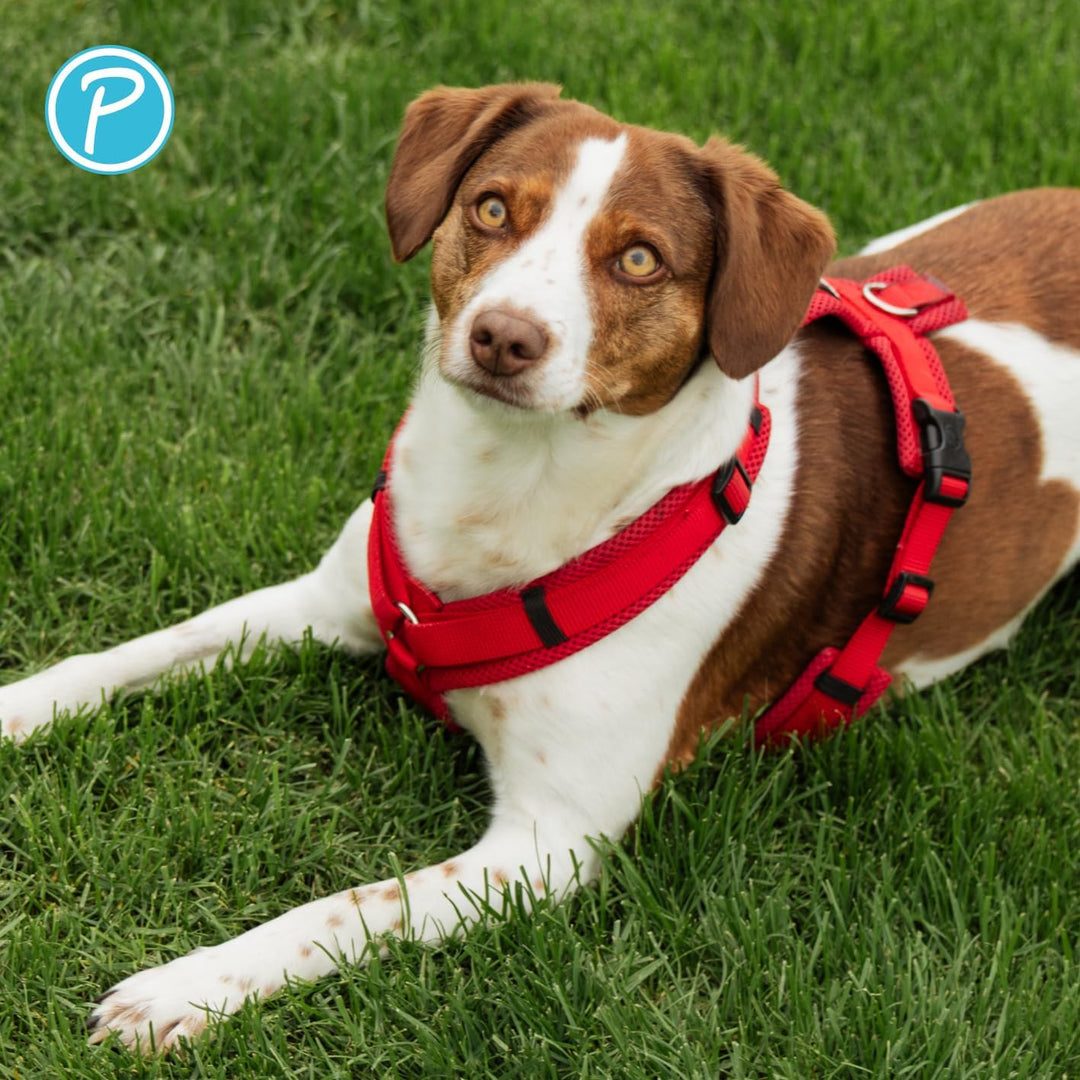 Petlando Hundegeschirr gepolstert, Mesh Y-Comfort, weich, stufenlos verstellbar, besonders leicht &amp;