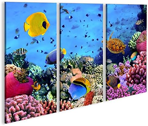 islandburner Bild Bilder auf Leinwand Aquarium Fische Meerwasser Tropische Doktorfische 3p XXL Poste