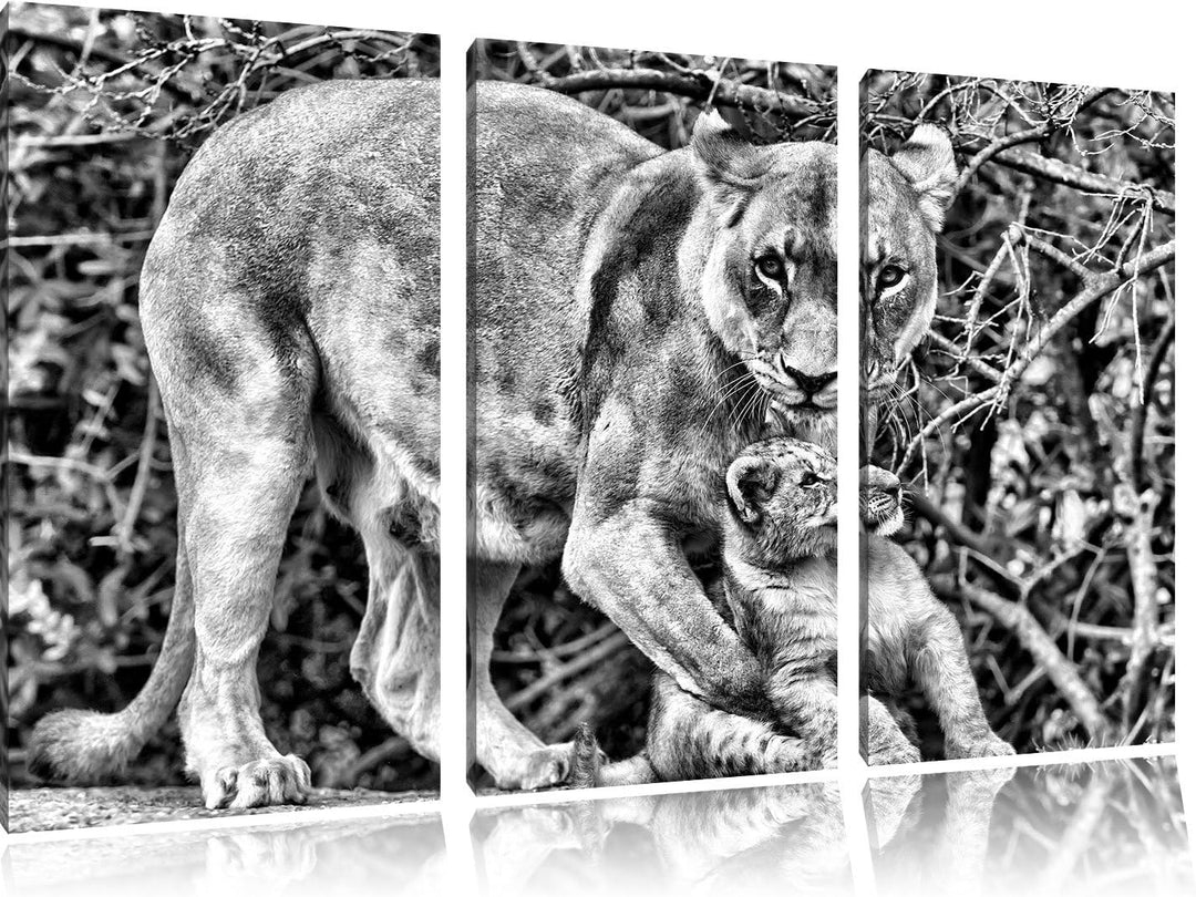 Pixxprint Monocrome, Löwin spielt mit Jungtier 3-Teiler Leinwandbild 120x80 Bild auf Leinwand