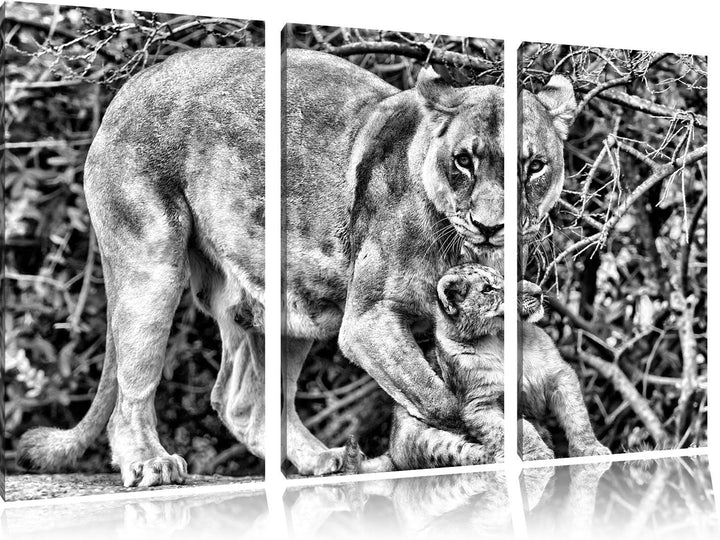 Pixxprint Monocrome, Löwin spielt mit Jungtier 3-Teiler Leinwandbild 120x80 Bild auf Leinwand