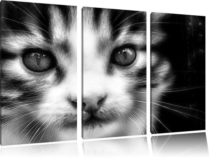 Pixxprint süsses junges Kätzchen als Leinwandbild/Grösse: 3 Teilig (120x80) cm/Wandbild/Kunstdruck/f