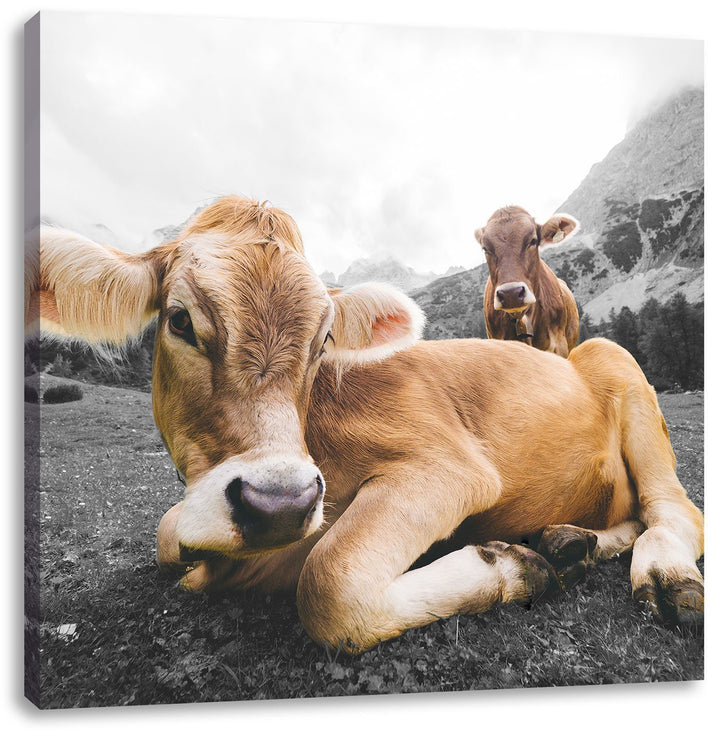 Pixxprint Almkuh in den Bergen als Leinwandbild/Grösse: 70x70 cm/Wandbild/Kunstdruck/fertig bespannt
