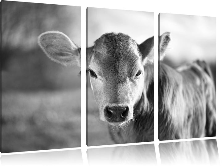 Pixxprint Junge Kuh Kälbchen Kunst B&W als Leinwandbild/Grösse: 3 Teilig (120x80) cm/Wandbild/Kunstd