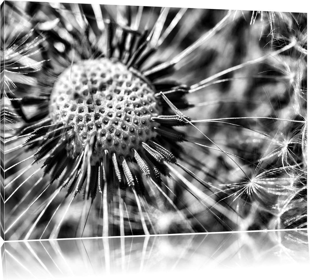 Monocrome, Pusteblume, Format: 100x70 auf Leinwand, XXL riesige Bilder fertig gerahmt mit Keilrahmen