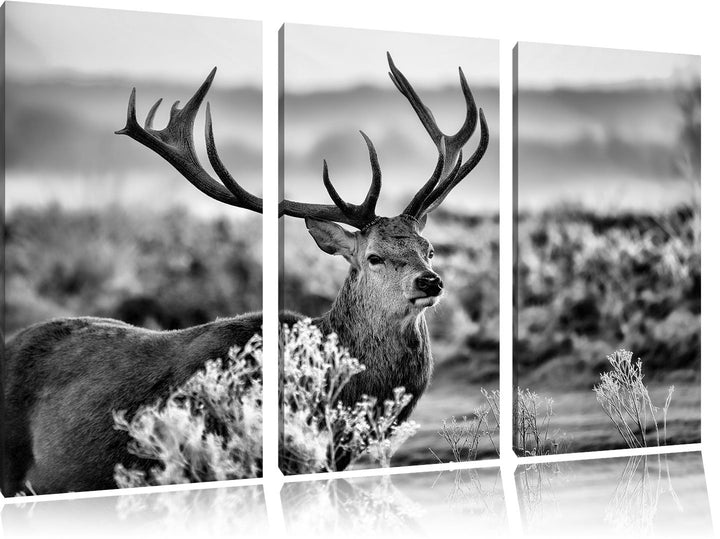 Pixxprint Stolzer Hirsch auf Wiese als Leinwandbild | Grösse: 3 Teilig (120x80) | Wandbild| Kunstdru