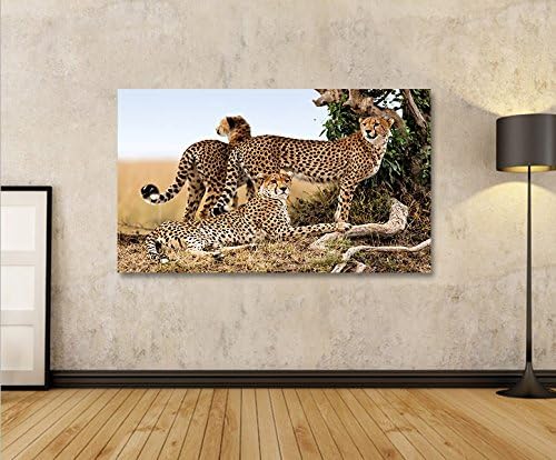 islandburner Bild Bilder auf Leinwand Gepard Geparden Raubkatze 1p XXL Poster Leinwandbild Wandbild