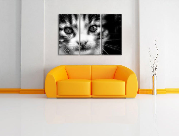 Pixxprint süsses junges Kätzchen als Leinwandbild/Grösse: 3 Teilig (120x80) cm/Wandbild/Kunstdruck/f