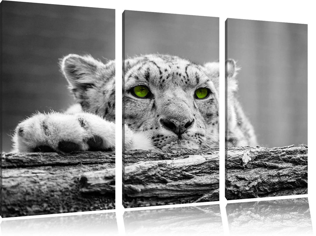 Schöner Gepard mit grünen Augen auf Baumstamm schwarz/weiss 3-Teiler Leinwandbild 120x80 Bild auf Le