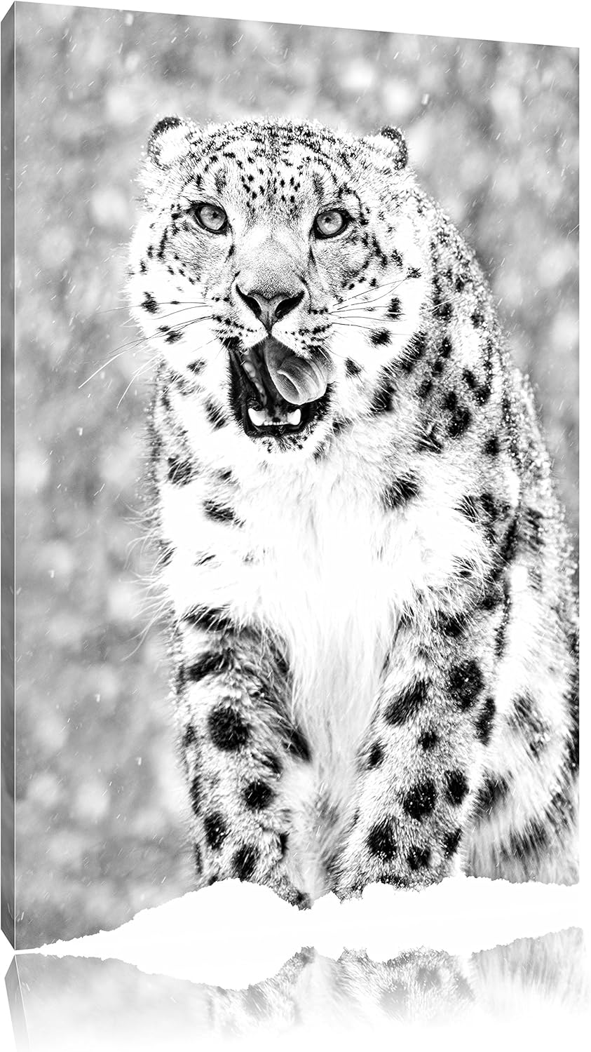 Pixxprint Leopard im Schnee Kunst B&W / 100x70cm Leinwandbild bespannt auf Holzrahmen/Wandbild Kunst