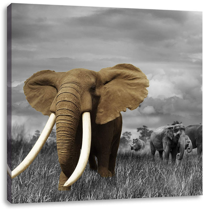 Pixxprint Elefanten in der Savanne als Leinwandbild Quadratisch/Grösse: 70x70 / Wandbild/Kunstdruck/