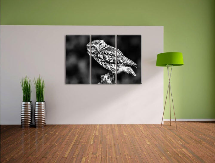 Pixxprint kleine Eule als Leinwandbild/Grösse: 3 Teilig (120x80) cm/Wandbild/Kunstdruck/fertig bespa