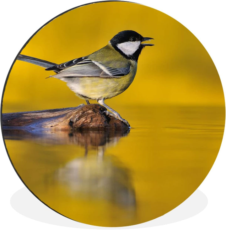 MuchoWow Wandbild Rund Wanddeko Deko Wohnzimmer Bilder 60x60 cm Kohlmeise - Vogel - Wasser, 60x60 cm