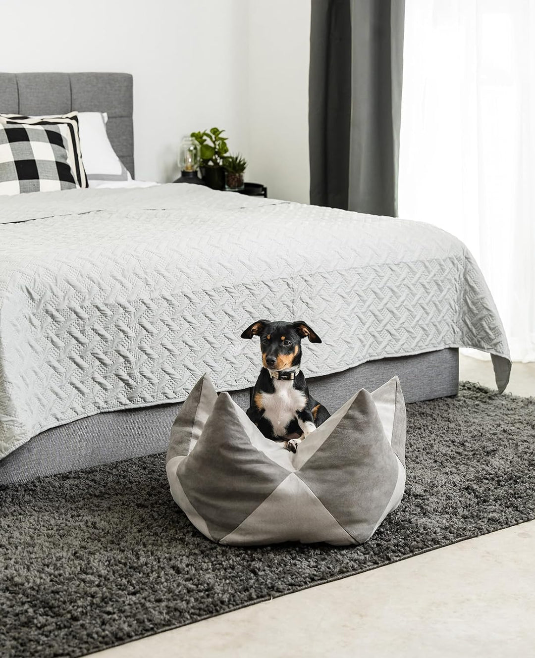 lionto Kronenkissen Sternenkissen Hundebett Katzenbett Haustierkissen, 60x35 cm grau/hellgrau Grau/H