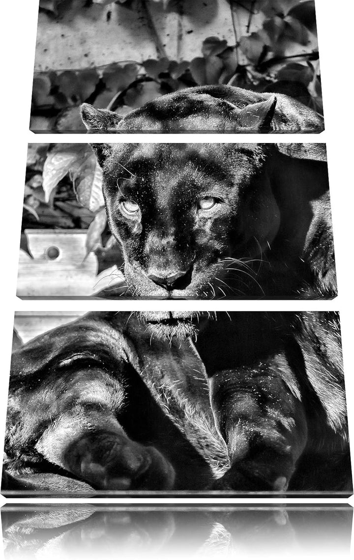 Pixxprint Monocrome, schwarzer Panther 3-Teiler Leinwandbild 120x80 Bild auf Leinwand